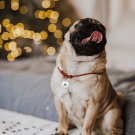 Social QR pet id tag Animal Help Zhytomyr