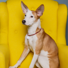 Designer QR pet tag Together forever