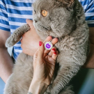 Designer QR pet tag I’m your kitty