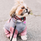 Designer QR Pet ID Tag Pink Paw