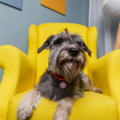 Designer QR Pet ID Tag Pink Paw