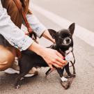 Designer QR Pet ID Tag Together Forever