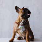 Designer QR pet id tag Vampire Bat