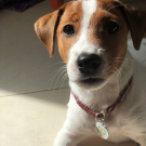 Designer QR pet id tag Paw