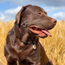 Personalized QR pet id tag Animal ID 