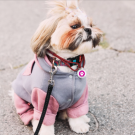 Designer QR pet tag Pink paw 