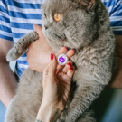 Designer QR pet tag I’m your kitty