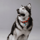 Designer QR pet id tag Winter's tale