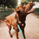 Designer QR Pet ID Tag Princess Girl