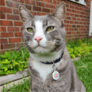 Designer QR pet id tag Christmas present