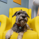 Designer QR Pet ID Tag Perfect Bow