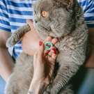 Designer QR Pet ID Tag Perfect Bow