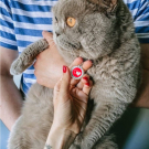 Designer QR Pet ID Tag My Beloved Heart