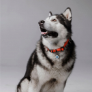 Social QR pet id tag Yuna