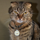 Social QR pet id tag Happy paw | Animal-id.net