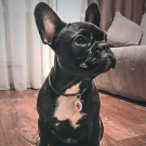 QR pet id tag, a pet tag with red logo | Animal-id.net