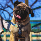 QR pet id tag - designer pet tag | Animal-id.net