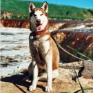 QR pet id tag - designer pet tag | Animal-id.net