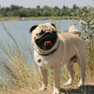 QR pet id tag - customizable pet tag | Animal-id.net