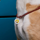 QR pet id tag - customizable pet tag | Animal-id.net