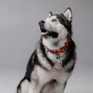 Designer QR pet id tag Defender with a tail