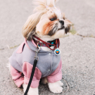 Designer QR pet id tag Superpower