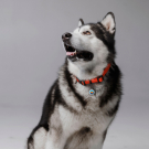 Designer QR pet id tag Superpower