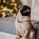 Designer QR pet id tag Watch out!