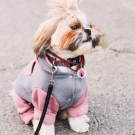 Designer QR pet id tag Freedom