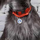 Designer QR pet id tag The goose on the loose