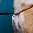 Designer QR pet id tag The goose on the loose