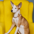 Designer QR pet id tag Portrait