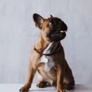 Designer QR pet id tag Portrait