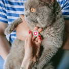 Designer QR pet id tag Love surrounds us