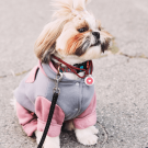 Designer QR pet id tag Love surrounds us