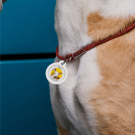 QR pet id tag - customizable pet tag | Animal-id.net