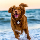 QR pet id tag - customizable pet tag | Animal-id.net