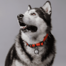 Engraved QR pet tag Bingo Bone