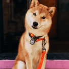 Engraved QR pet tag Together forever