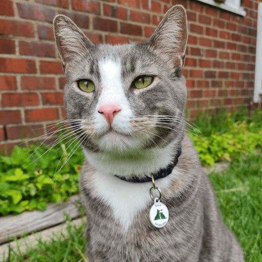 Social QR pet id tag Animal Help Zhytomyr