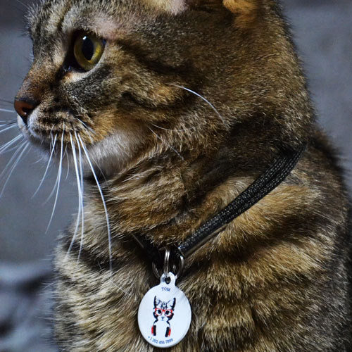 QR pet id tag, a pet tag Disco cat | Animal-id.net