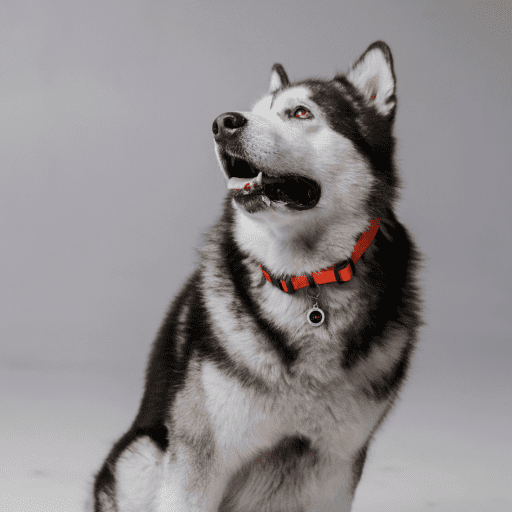 Designer QR Pet ID Tag Bingo Bone