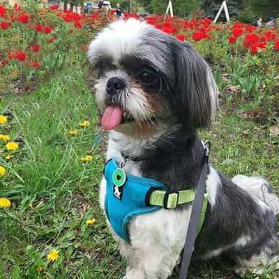 QR pet id tag with green logo Animal ID