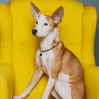 Designer QR pet id tag Bingo Bone