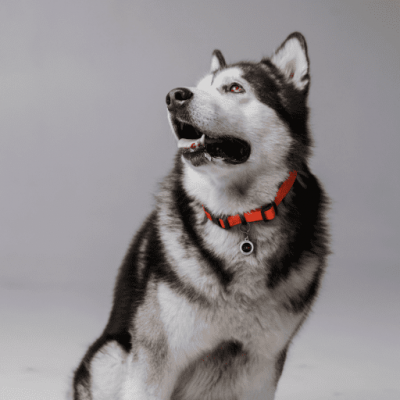 Designer QR pet id tag Bingo Bone