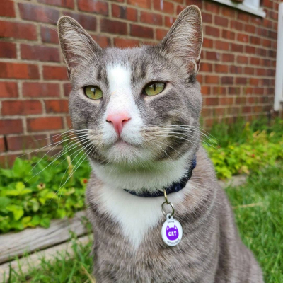 Designer QR pet tag I’m your kitty