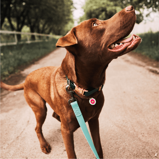 Designer QR pet id tag Princess Girl