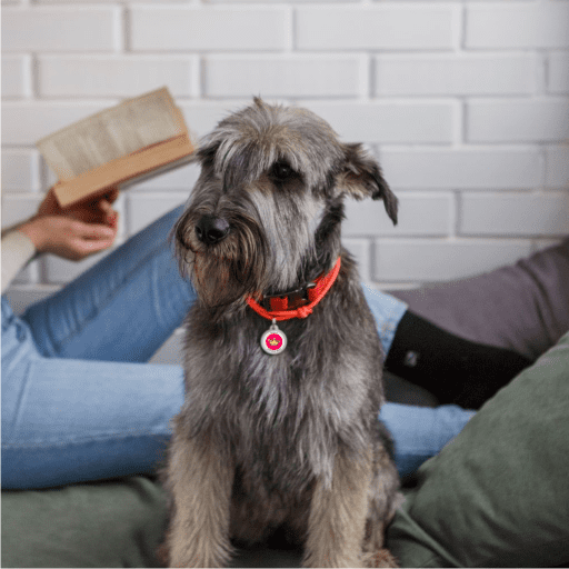 Designer QR pet id tag Princess Girl