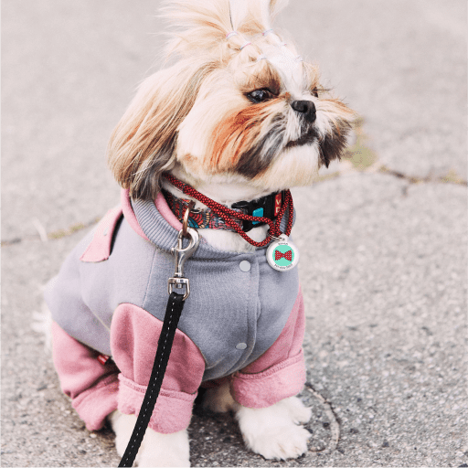 Designer QR pet id tag Perfect Bow