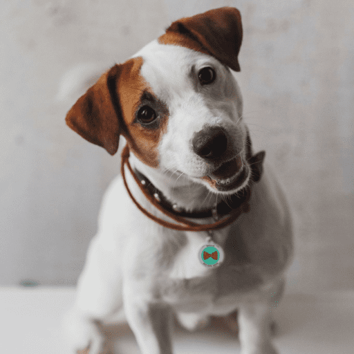 Designer QR pet id tag Perfect Bow